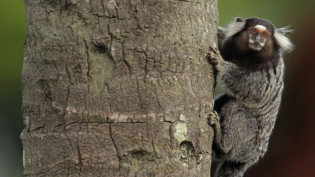 A marmoset seen during the final round at the HSBC LPGA Brasil Cup 2012